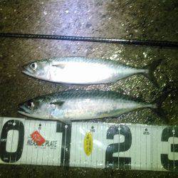 尺バーサーの巻